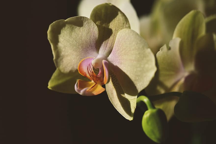 orchideeën, bloem, natuur, fabriek, detailopname, bloemblad, bloemhoofd, blad, orchidee, plantkunde, groene kleur