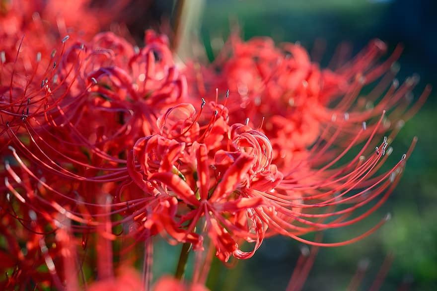 Garten, Blume, rote Spinnenlilie, Höllenblume, rote magische Lilie, Tagundnachtgleiche Blume, rote Blume, lycoris radiata, blühen, blühende Pflanze, Zierpflanze