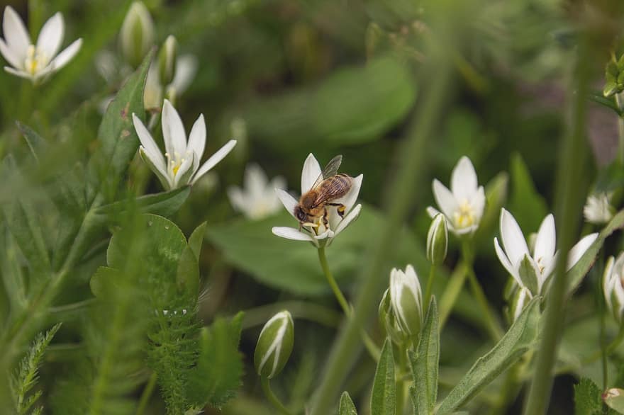 abeille, insecte, fleur, pollinisation, plante, jardin, Prairie, la nature, printemps, macro
