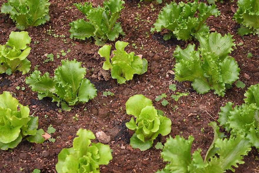 vegetals, agricultura, full, creixement, frescor, planta, color verd, orgànic, granja, jardí de verdures, menjar