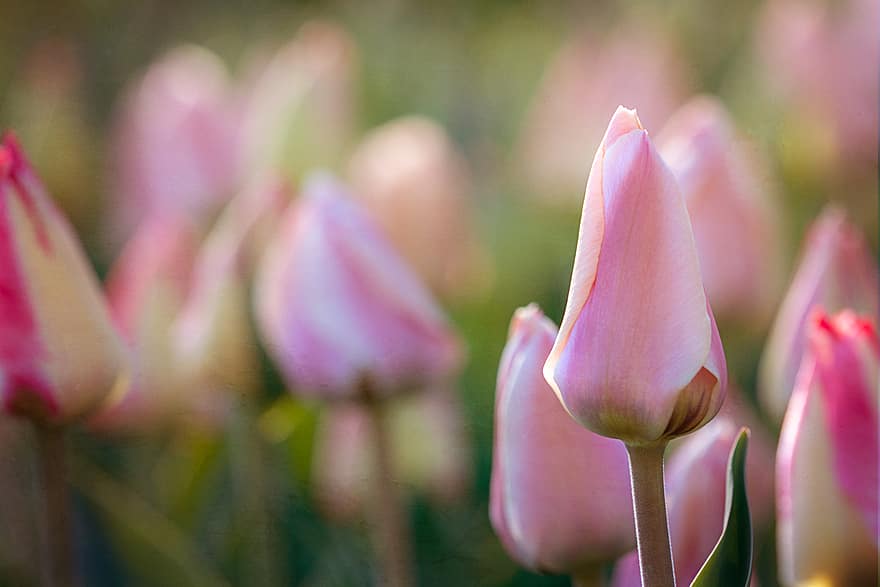 tulipe, fleur, jardin, champ, pétales, la nature, printemps, Floraison, flore, les plantes, coloré