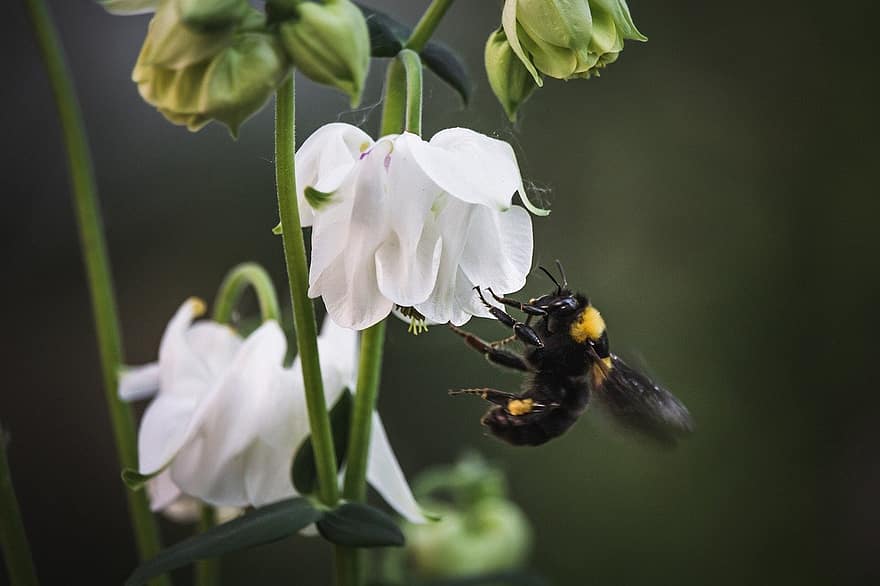 flores, bumblebee, abelha, pólen, polinização, bombus, inseto, animal, flores brancas, pétalas, flor