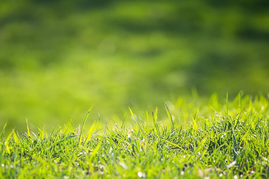 草、芝生、牧草地、フィールド、緑、屋外、草原、草の刃、壁紙、自然、緑色