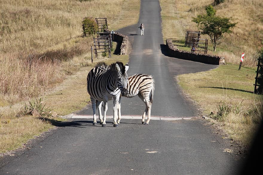 állatok, zebrák, emlősök, ló, faj, fauna, Afrika, zebra, vadon élő állatok, fű, szafari állatok