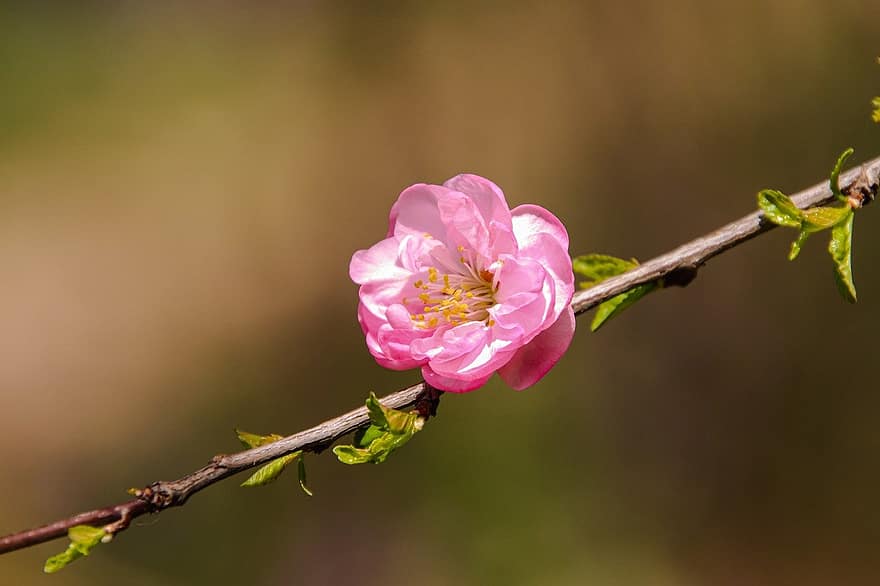 prem bunga, bunga, bunga merah muda, musim semi, berkembang, mekar, flora, botani, alam, pohon plum, merapatkan