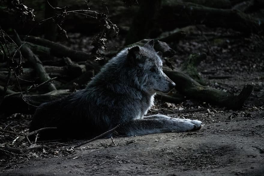 狼、野生、捕食者、森林、空き地、毛皮、神秘的な、おとぎ話、動物、野生動物、荒野