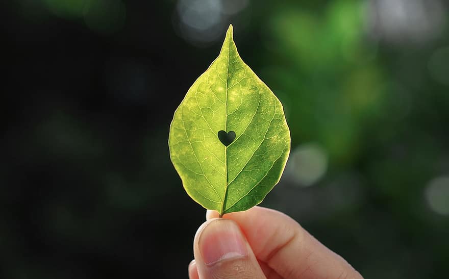 หัวใจ, ใบไม้, ธรรมชาติ, นิ้วมือ, ความรัก