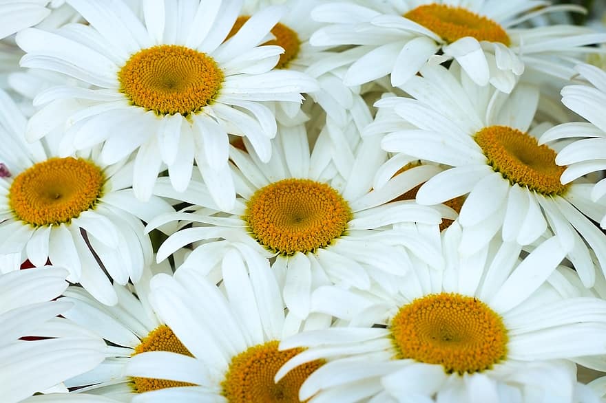 маргаритки, білі квіти, білі ромашки, пелюстки, білі пелюстки, цвітіння, флора
