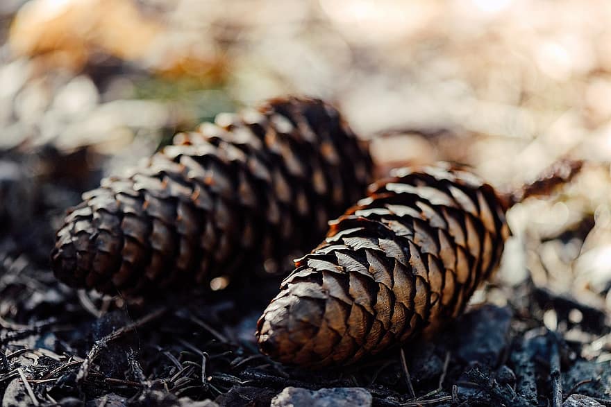 Pine Cone, Pine Tree, Nature, Ground, Brown, Foliage, Fall, Autumn, close-up, forest, coniferous tree