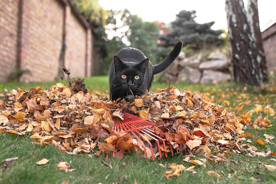 zwarte kat, katje, herfst, tuin-, tuin werk, huiskat, huisdieren, blad, schattig, geel, gras