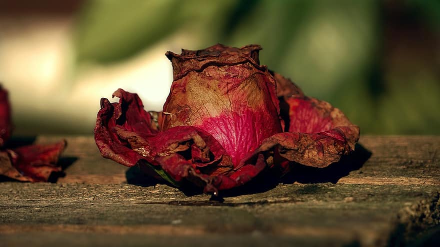 गुलाब का फूल, मुरझाया हुआ, प्रेम, खिलना, फूल का खिलना, क्षणिक, उम्र