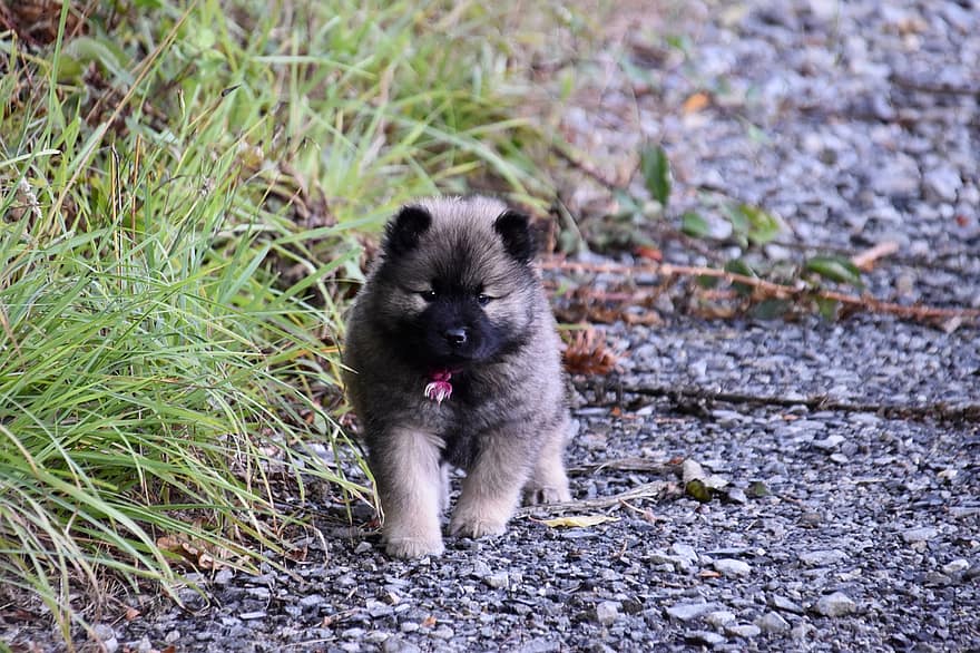 Puppy, Pup, Dog, Adorable, Young Eurasier, Doggy, Mammal, Canine, Adorable Puppy