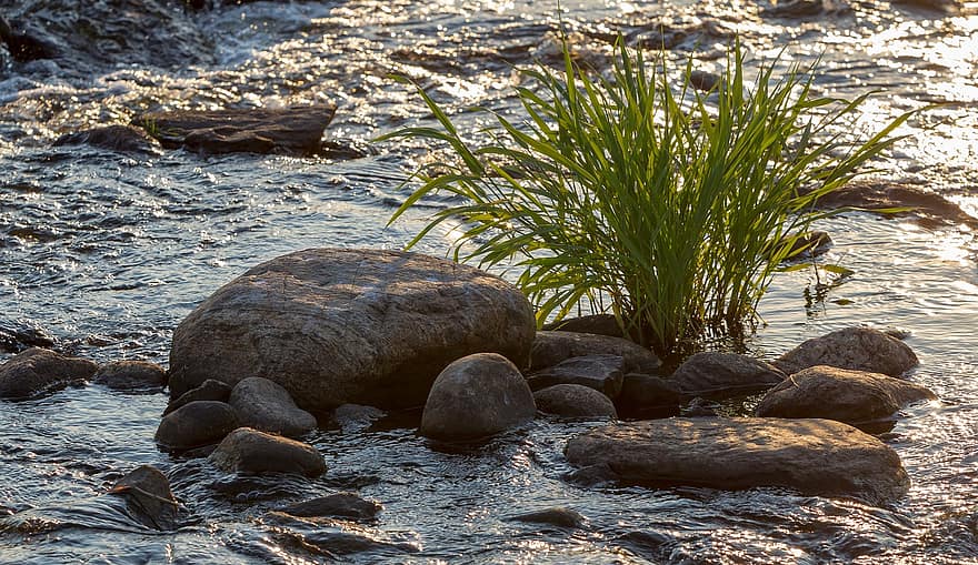 Horsetail, Rapids, River, Water, Stone, Flow, Plant, Nature, rock, summer, green color