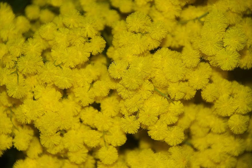 Mimosa Flowers, Flowers, Yellow Flowers, Flora, Nature, Bouquet, yellow, plant, flower, close-up, backgrounds