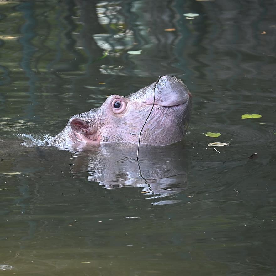 Hippo, Animal, Mammal, Species, animals in the wild, water, pond, large, animal head, tropical climate, africa