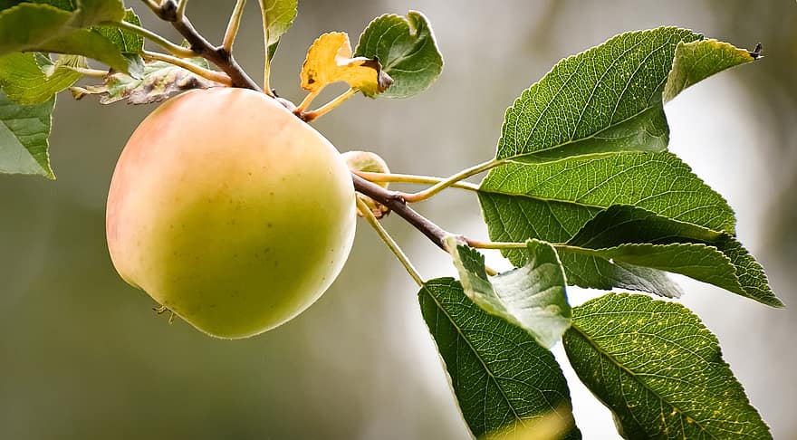 ābolu, koks, augļi, nogatavojies, veselīgi, vitamīnus, filiāle, svaiga, ēdiens