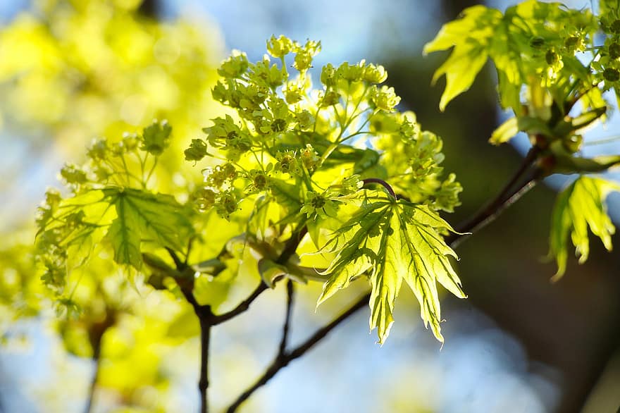 Norway Maple, Flowers, Leaves, Plant, Green Plant, Bloom, Branches, Spring, Nature, leaf, close-up