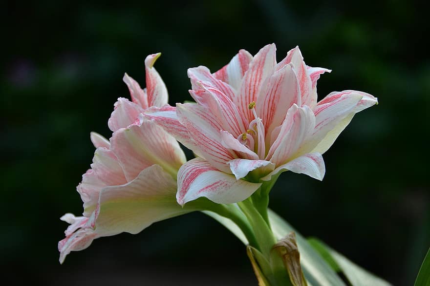 Lily của thung lũng, trắng, bông hoa, đẹp