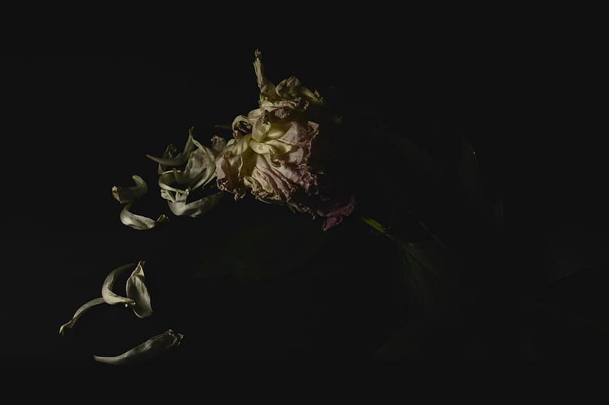 peonija, melns fons, ziedi, rozā, zieds, zied, raksturs, cēls, dārzs, fona, romantisks