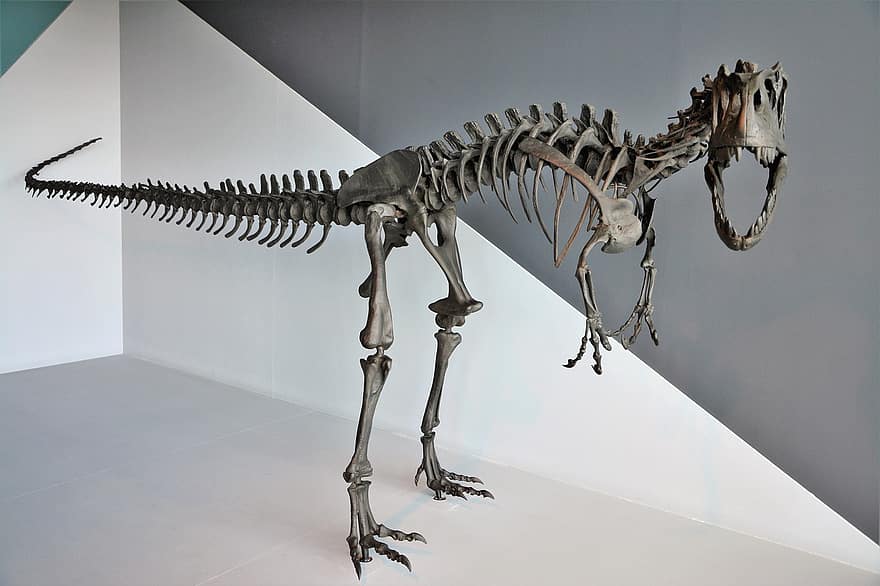 dinoszaurusz, tyrannosaurus, kövület, kihalt