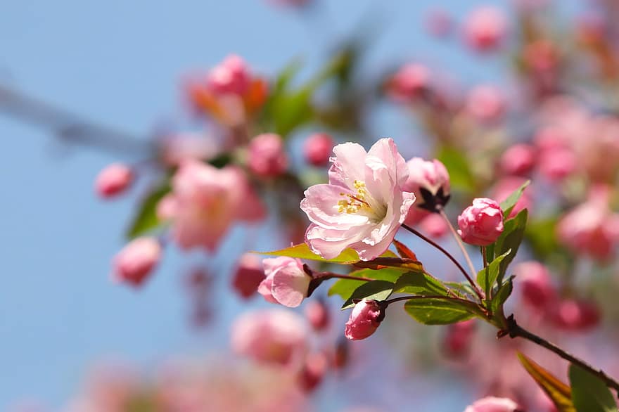 bunga-bunga, musim semi, taman, pertumbuhan, botani, mekar, berkembang, bunga pohon apel, apel bunga