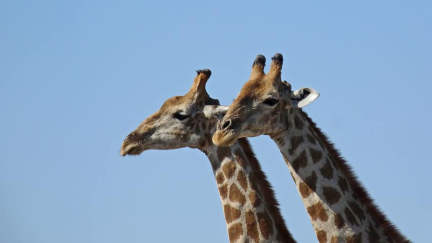 giraf, to giraffer, Afrika, pattedyr, safari