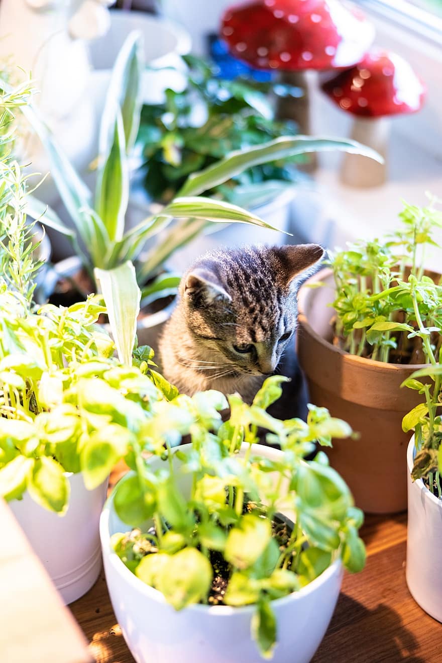anak kucing, dapur, kebun herbal, membelai, licik, hewan