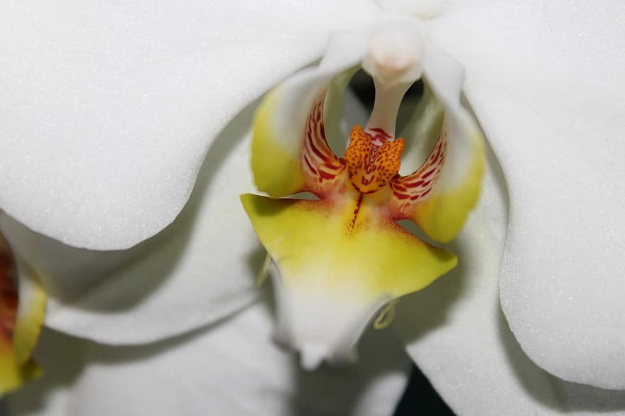 orchidėja, gėlė, balta, pobūdį, pavasaris