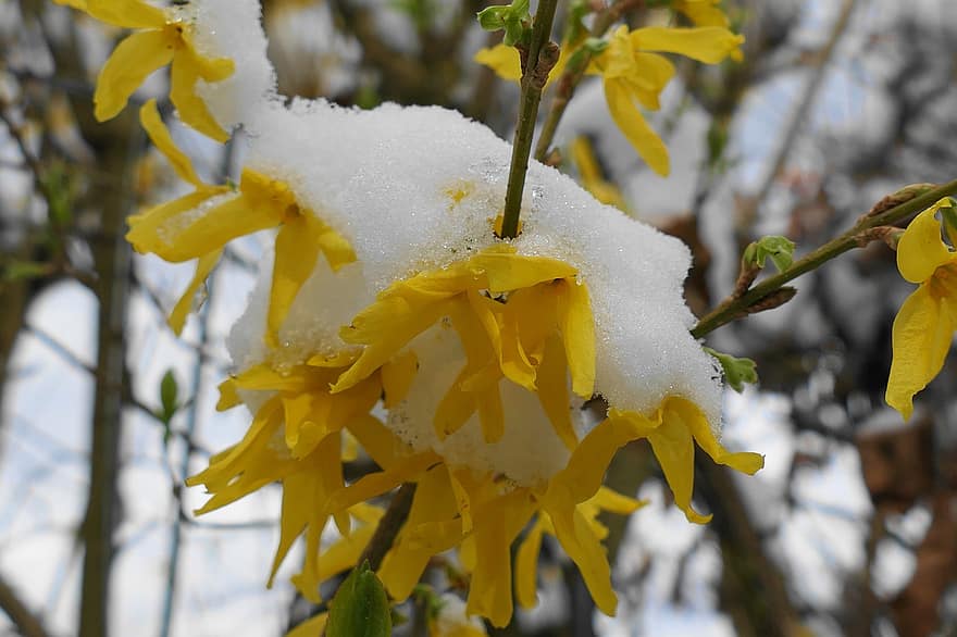 frost, kald, anlegg, blomstre, blomst, Forsythia, gullregn, snø, flora, gul, blad