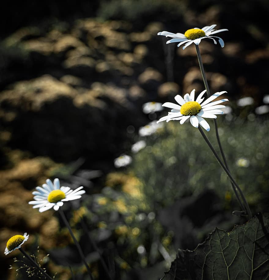 Daisies, White Flowers, Wildflowers, Nature, flower, daisy, summer, plant, yellow, petal, close-up