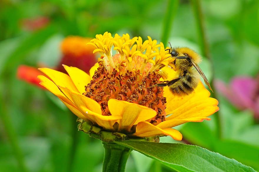цвете, пчела, насекомо, циния, растение, градина, цветен прашец