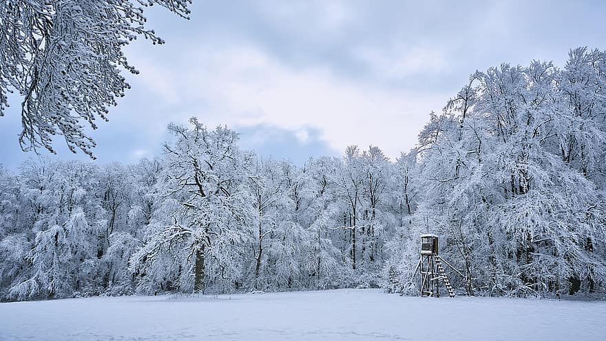 Bos, winter, seizoen, buitenshuis, natuur, sneeuw, boom, vorst, ijs-, landschap, berg-