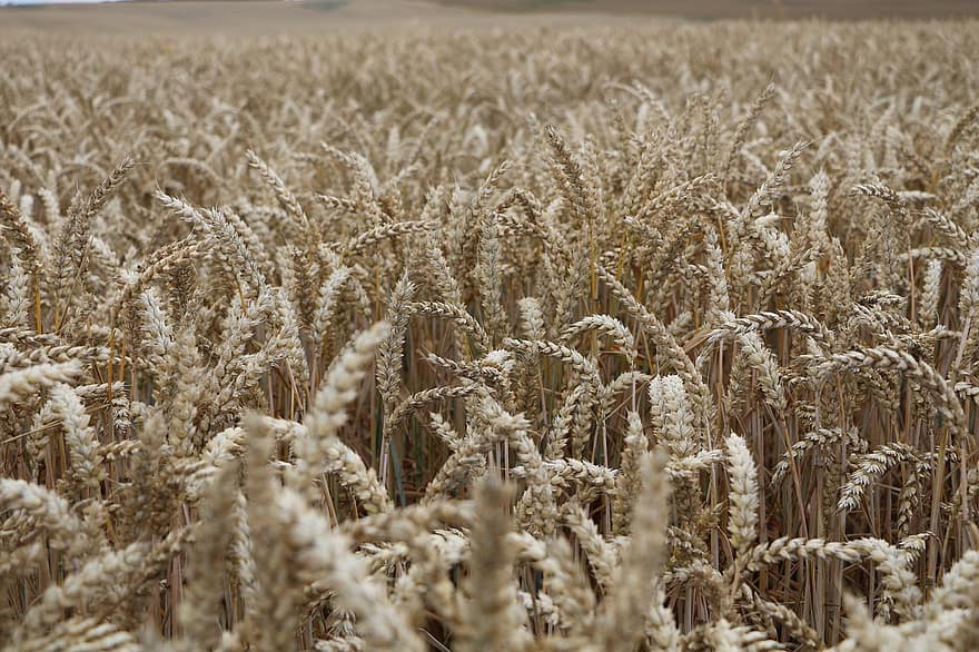 пшеница, хлопья, урожай, коричневый, выращивание, поле, сельское хозяйство, зерно, Пшеничное поле, пахотный, природа