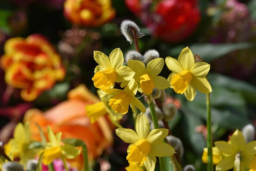 narcises, narcissus, dzelteni ziedi, ziedi, augiem, narcissus pseudonarcissus, pavasarī, zieds, zied, raksturs, dārzs
