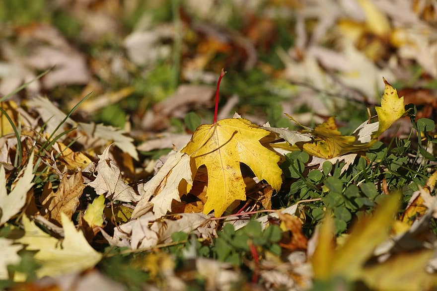 musim gugur, Daun-daun, dedaunan, dedaunan musim gugur, jatuh dedaunan, daun jatuh, daun, kuning, musim, multi-warna, hutan