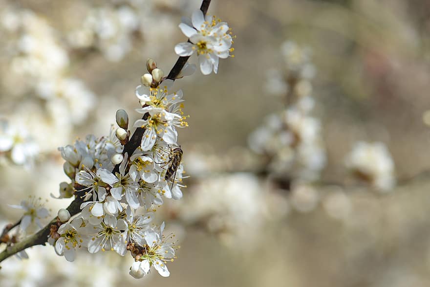 Bee, Insect, Blackthorn, Sloe, Pollination, Pollen, Spring, Blossoms, springtime, branch, flower