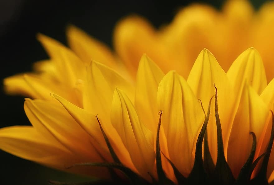 bunga matahari, mekar, berkembang, bunga, kuning, emosi, salam bunga, Latar Belakang, terang, senang, salam