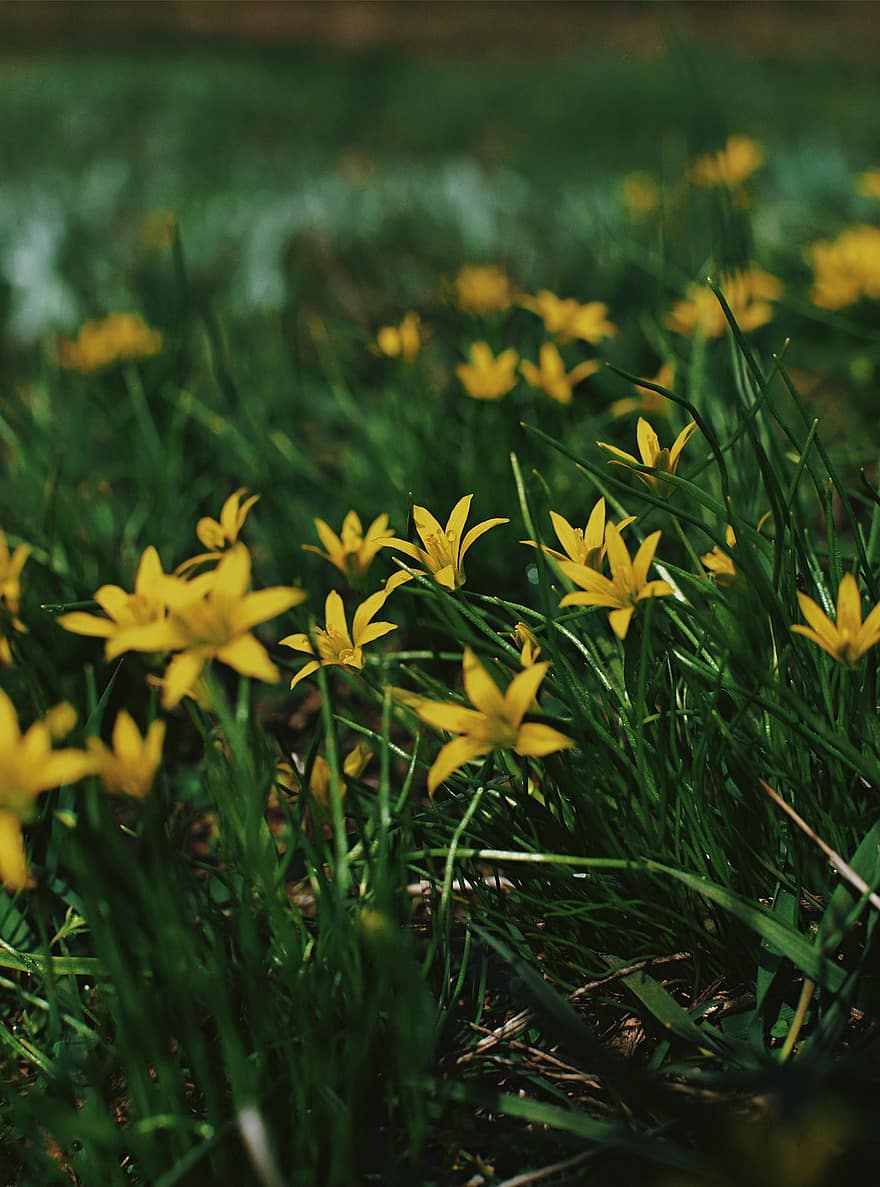 lilies, flowers, yellow flowers, grass, yellow, plant, green color, summer, flower, springtime, meadow