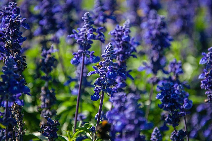 bunga-bunga, tanaman, ungu, lavender, musim semi, lingkungan Hidup, di luar ruangan, fokus, taman