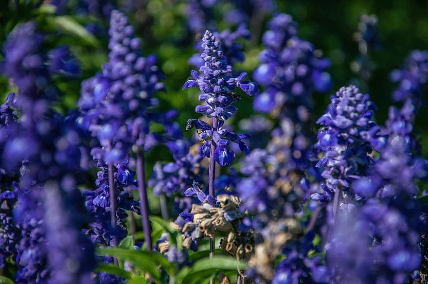 ungu, lavender, bunga-bunga, menanam, bidang, musim semi, pemandangan, lingkungan Hidup, padang rumput, di luar ruangan