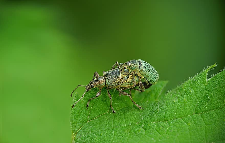 Grüner Rüsselkäfer, Rüsselkäfer, Paarung, Reproduktion, Grün, Nessel, Insekt, Nahansicht, Makro, grüne Farbe, Blatt