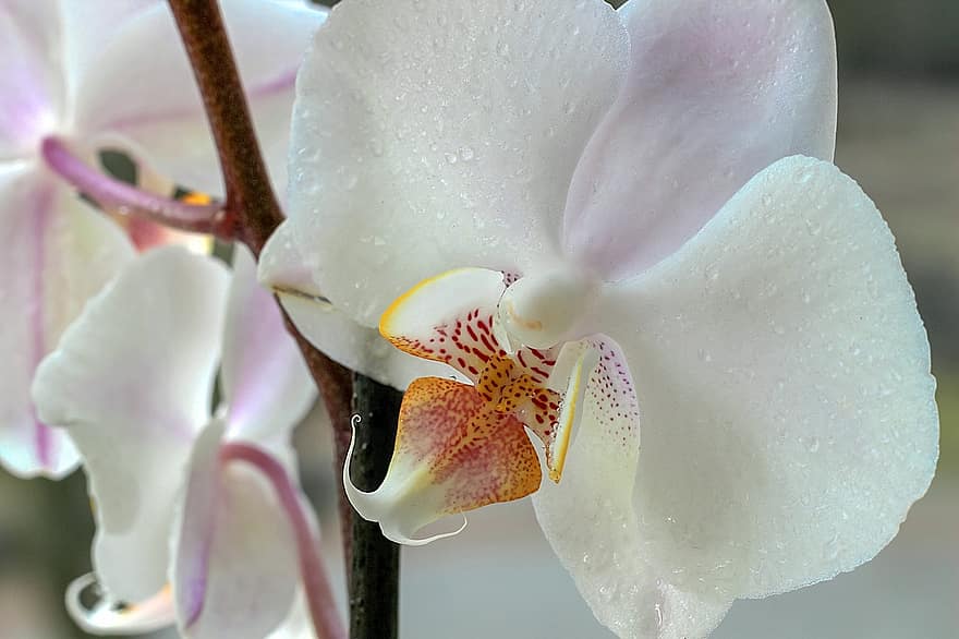orhideja, zieds, zied, raksturs, augu, tuvplāns, pavasarī, ziedlapiņa, balts, flora, tropu