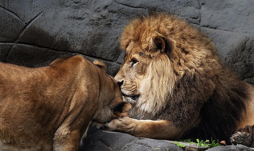 leones, animales, melena, leona, mamíferos, depredador, fauna silvestre, safari, zoo, naturaleza, fotografía de vida silvestre