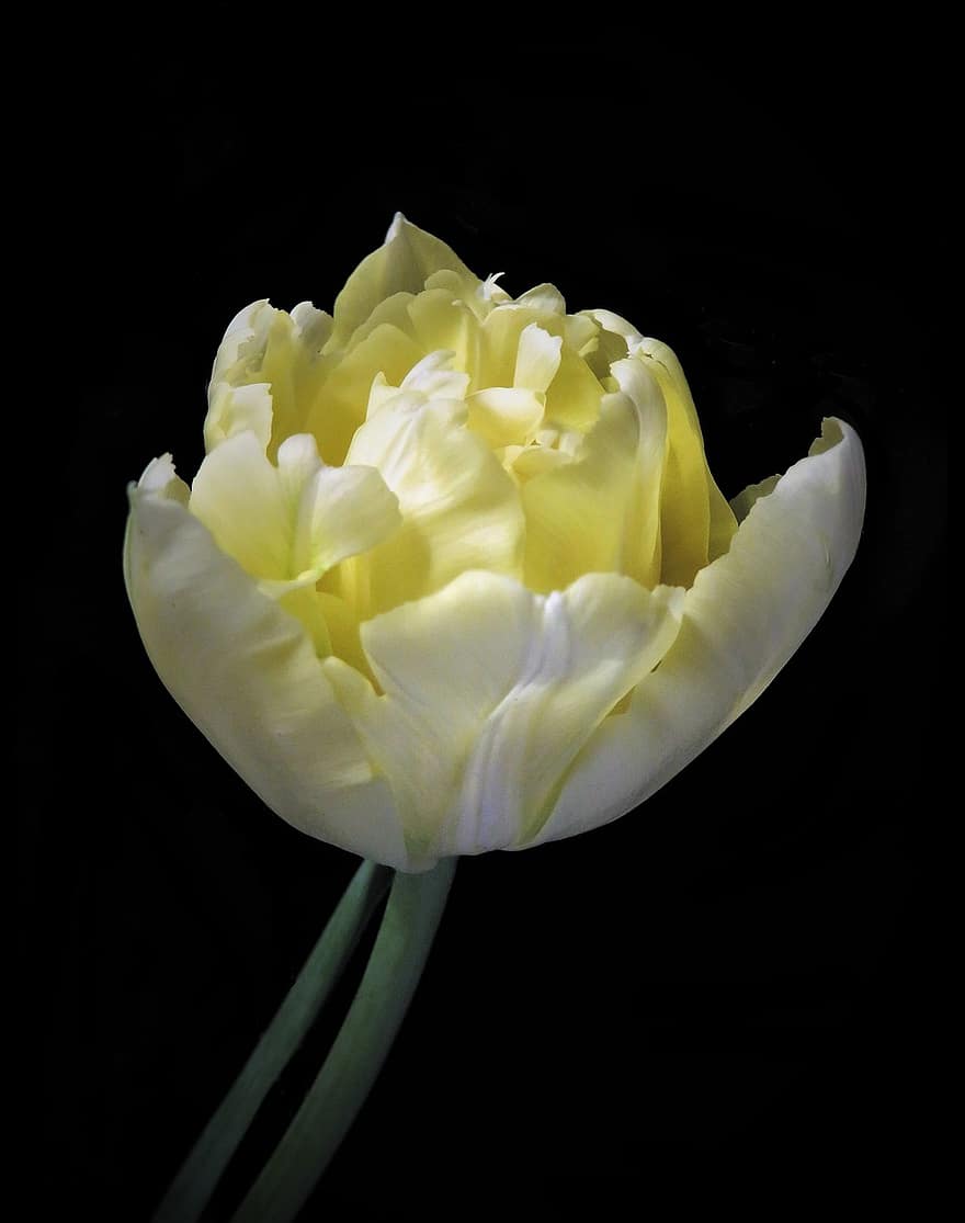 tulipa, flor, Flor, preenchidas, isolado, plantar, natureza, flora, pétalas, concurso, amarelo
