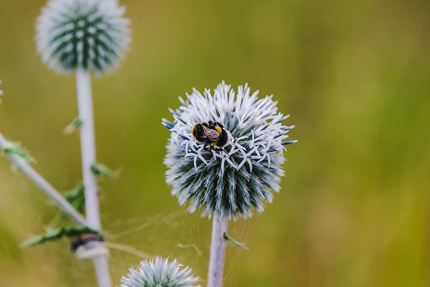 bumblebee, cardo, flor, inseto, natureza, plantar, Ballthistle, verão, polinização, Flor, animal