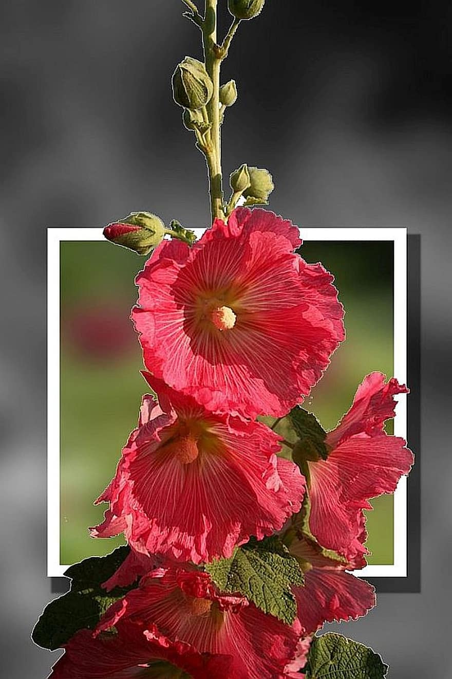 Stock Rose, Flowers, Photoshop, Image Editing