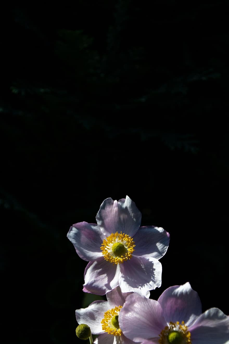 japoński anemon, kwiaty, zawilce, kwitnąć, rozkwiecony, botanika, flora