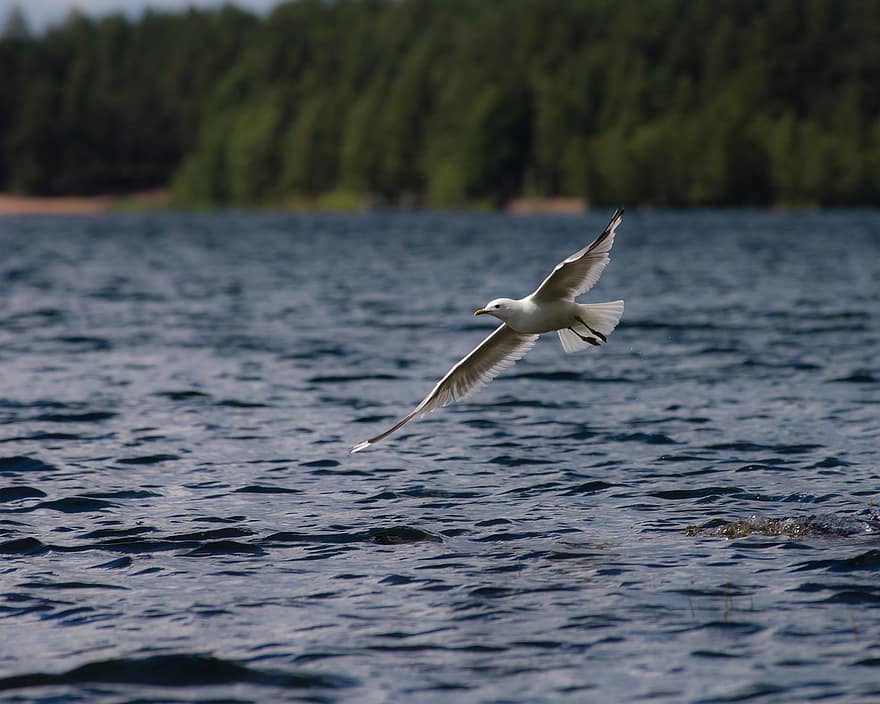 Gaviota, maullar, volar, lago, paisaje, finlandés, naturaleza, las alas, pájaro, navegar, agua