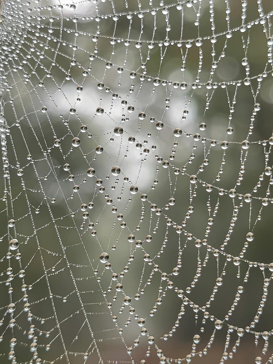 Spider Web, Raindrops, Macro, Rain, Nature