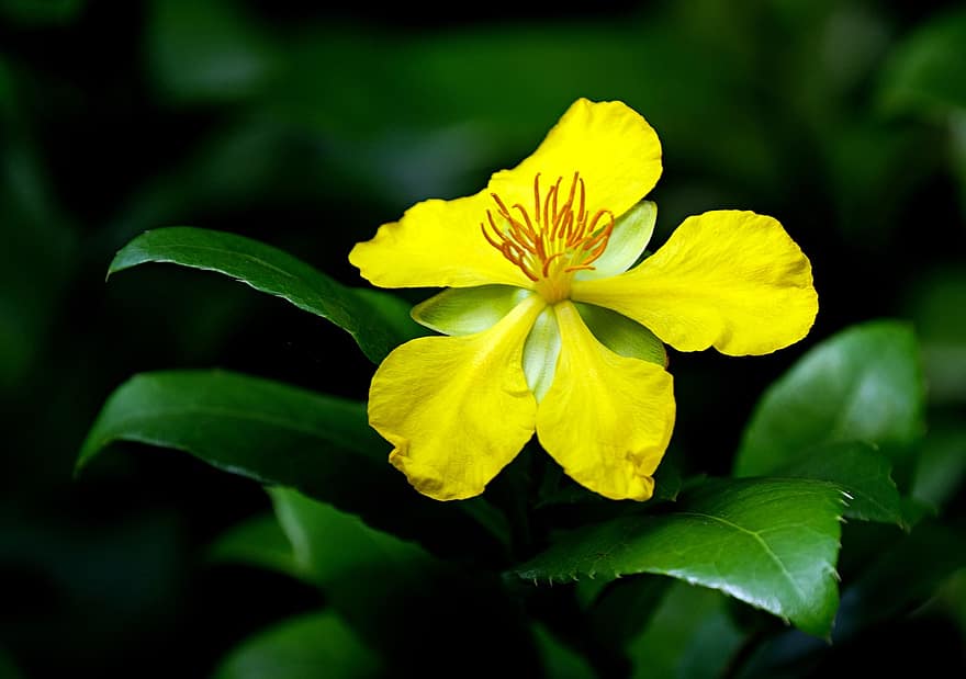 жълт кантарион, цвете, растение, листенца, разцвет, флора, природа
